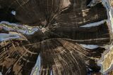 Petrified Wood (Schinoxylon) Round - Blue Forest, Wyoming #377515-1